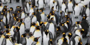 The Evolution and Ecology of Flightless Birds Worldwide