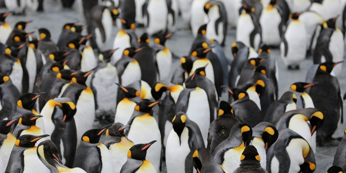 The Evolution and Ecology of Flightless Birds Worldwide