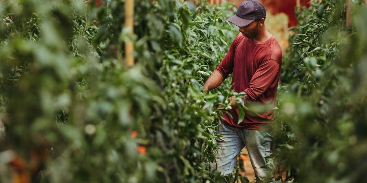 How Sustainable Agri-Ventures Can Transform the Future of Farming