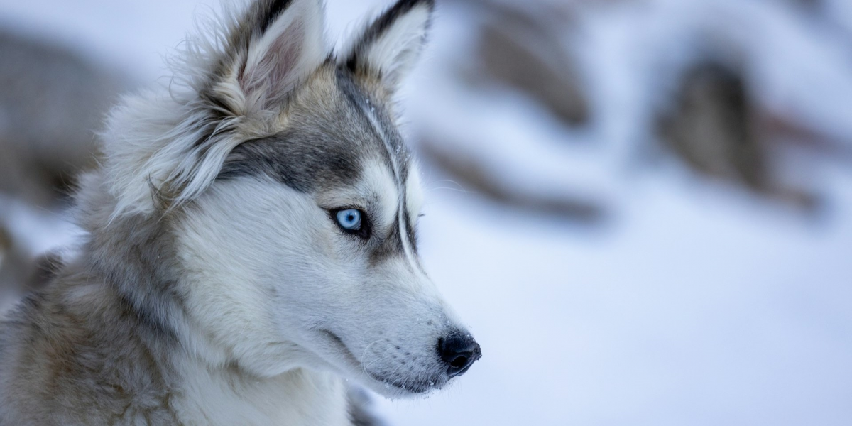 Why Some Dogs Thrive Better in Cold Climates Over the Tropics