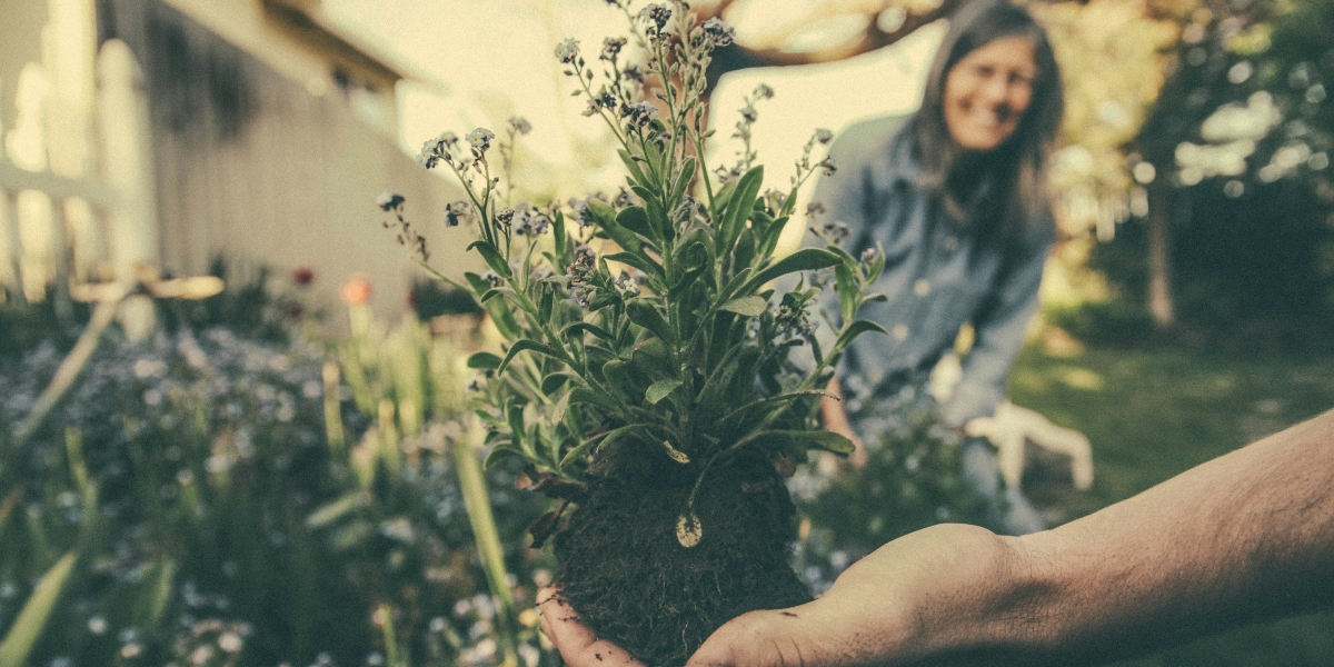 Gardening for Beginners: Tips and Benefits