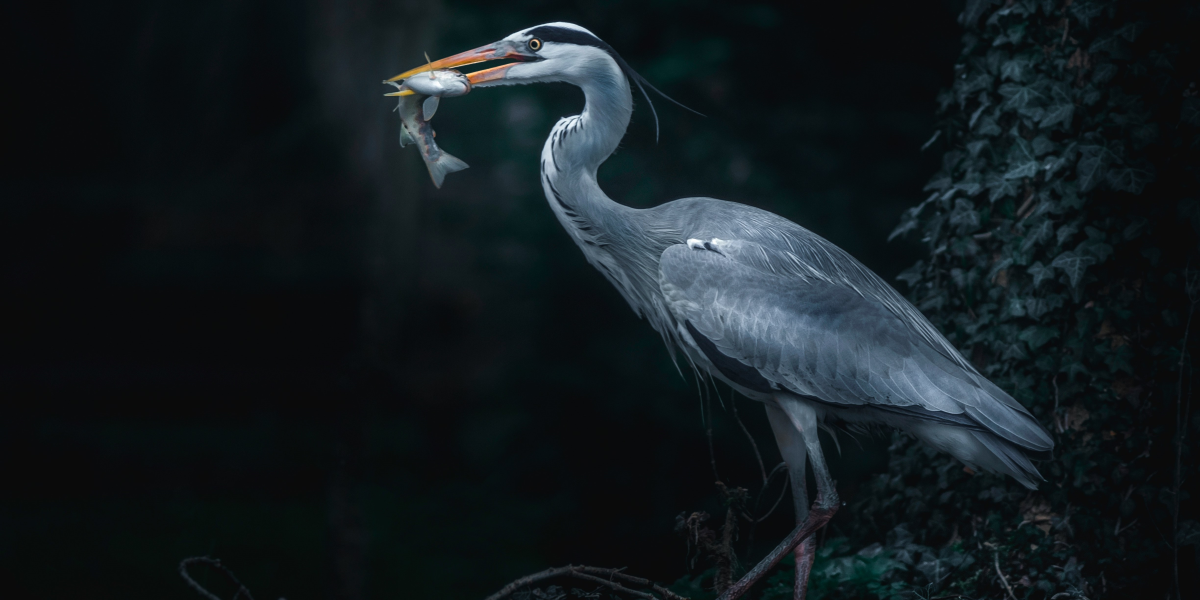 Survival Skills: Catching Animals for Sustenance in the Wild