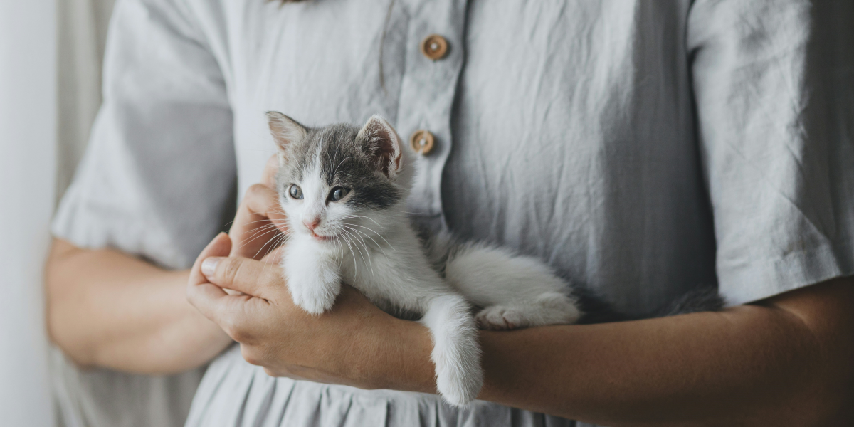 The Joys and Benefits of Cat Adoption: A Guide for Future Pet Owners