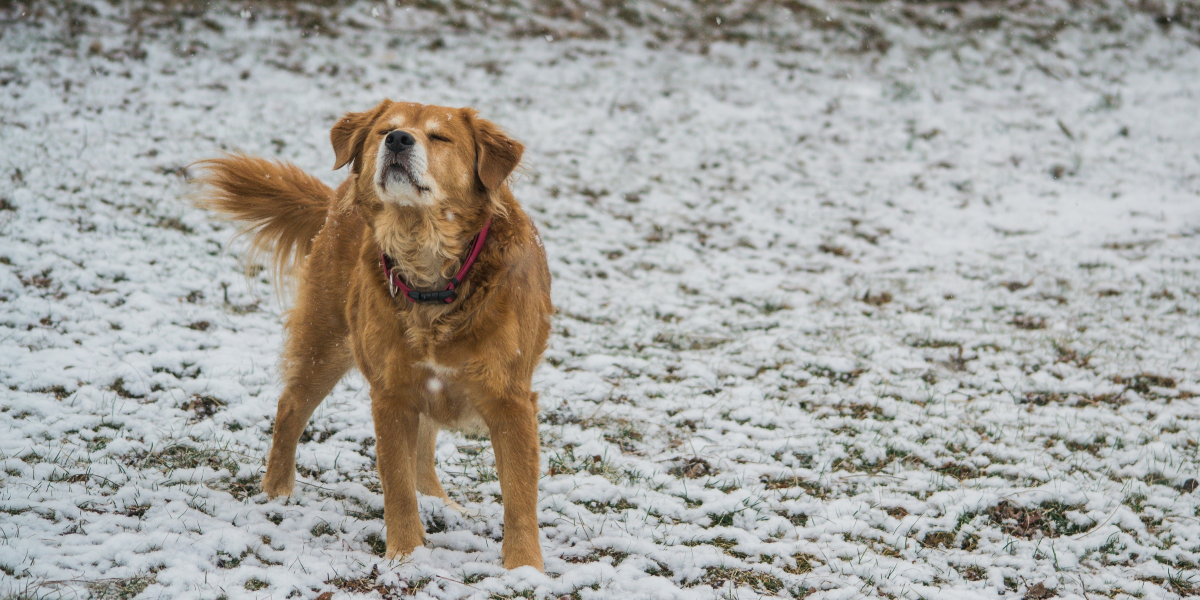 Why Some Dogs Thrive Better in Cold Climates Than in Warm Environments